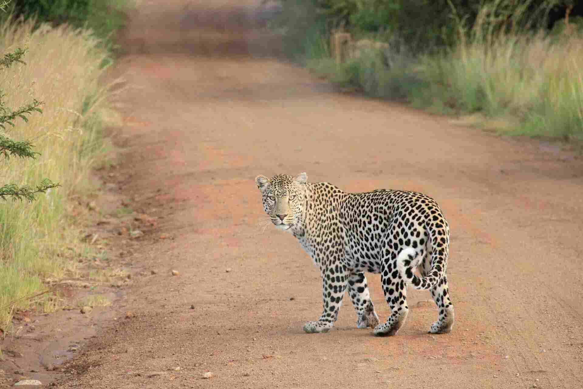 Do Exotic Big Cats Make Good Pets Radio Jes s Mar a Do Exotic Big Cats Make Good Pets Radio Jes s Mar a