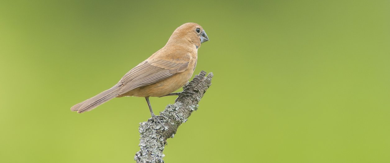  Sinsacate | Muestra de fotografías de Aves del Norte Cordobés