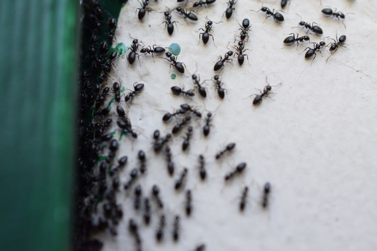 Las Hormigas Atacan Una Mosca E Intentan Ponerla En El Hormiguero